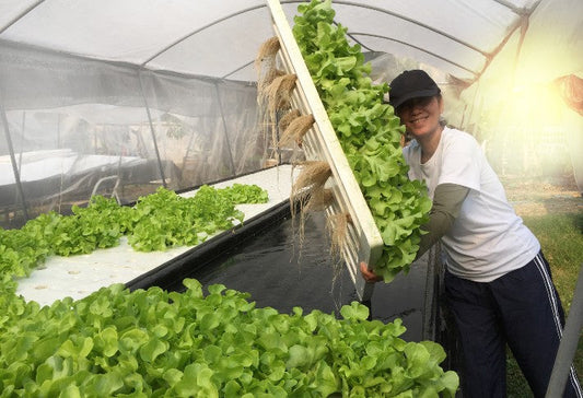 How to Maximize Yield in Your Hydroponic System: Expert Tips for Healthy Growth