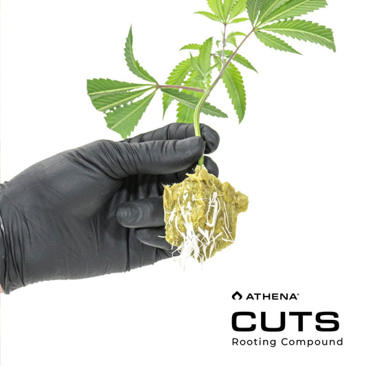Athena Cuts Rooting Gel Compound 8 Ounce for plant cloning, featuring a clear gel in a small jar for root development.
